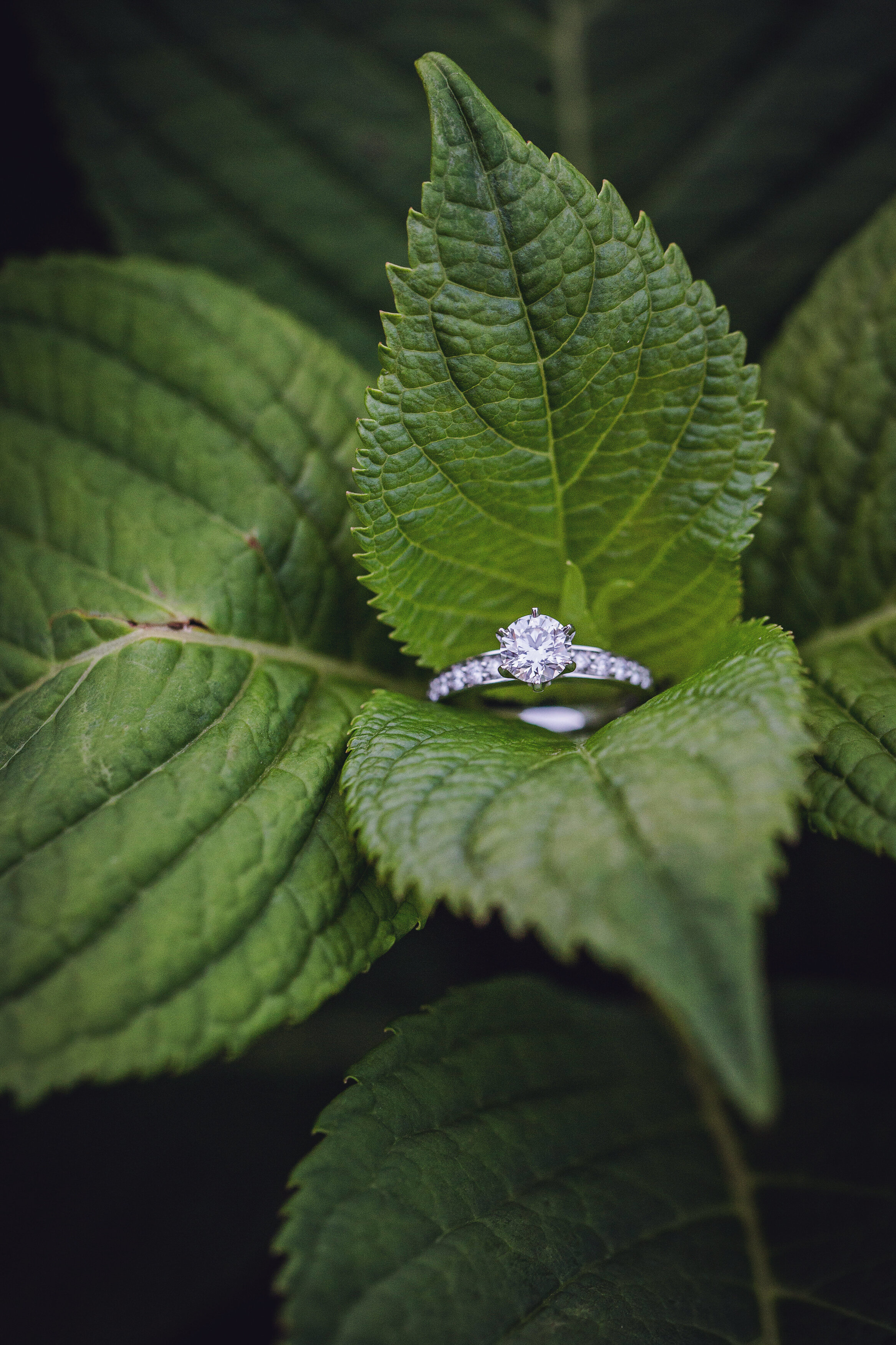 detail picture of wedding ring in new jersey