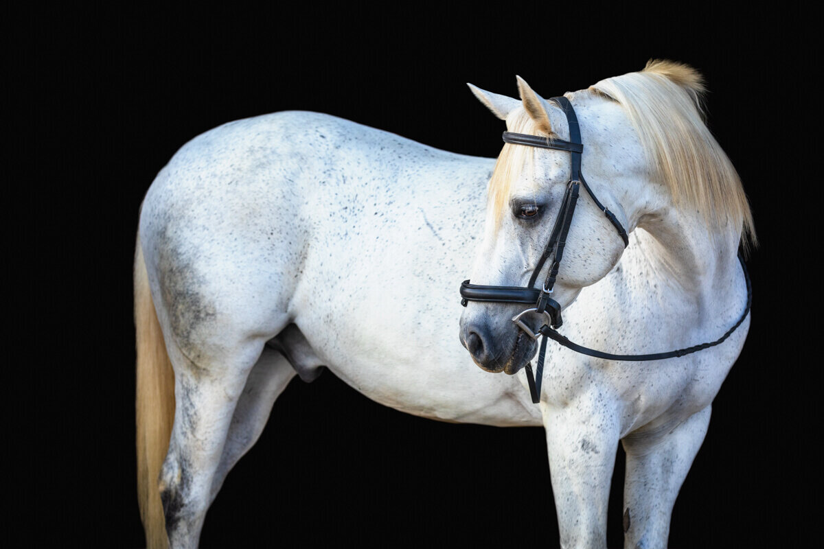 El-Paso-Texas-Fine-Art-Horse-Photographer-030