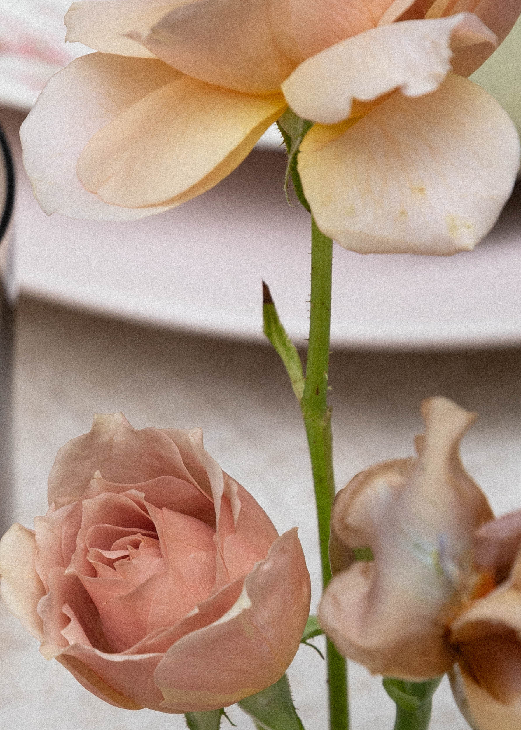 49 Intimate Backyard Wedding in New Zealand | @southofindigo Luxury Wedding Photographer
