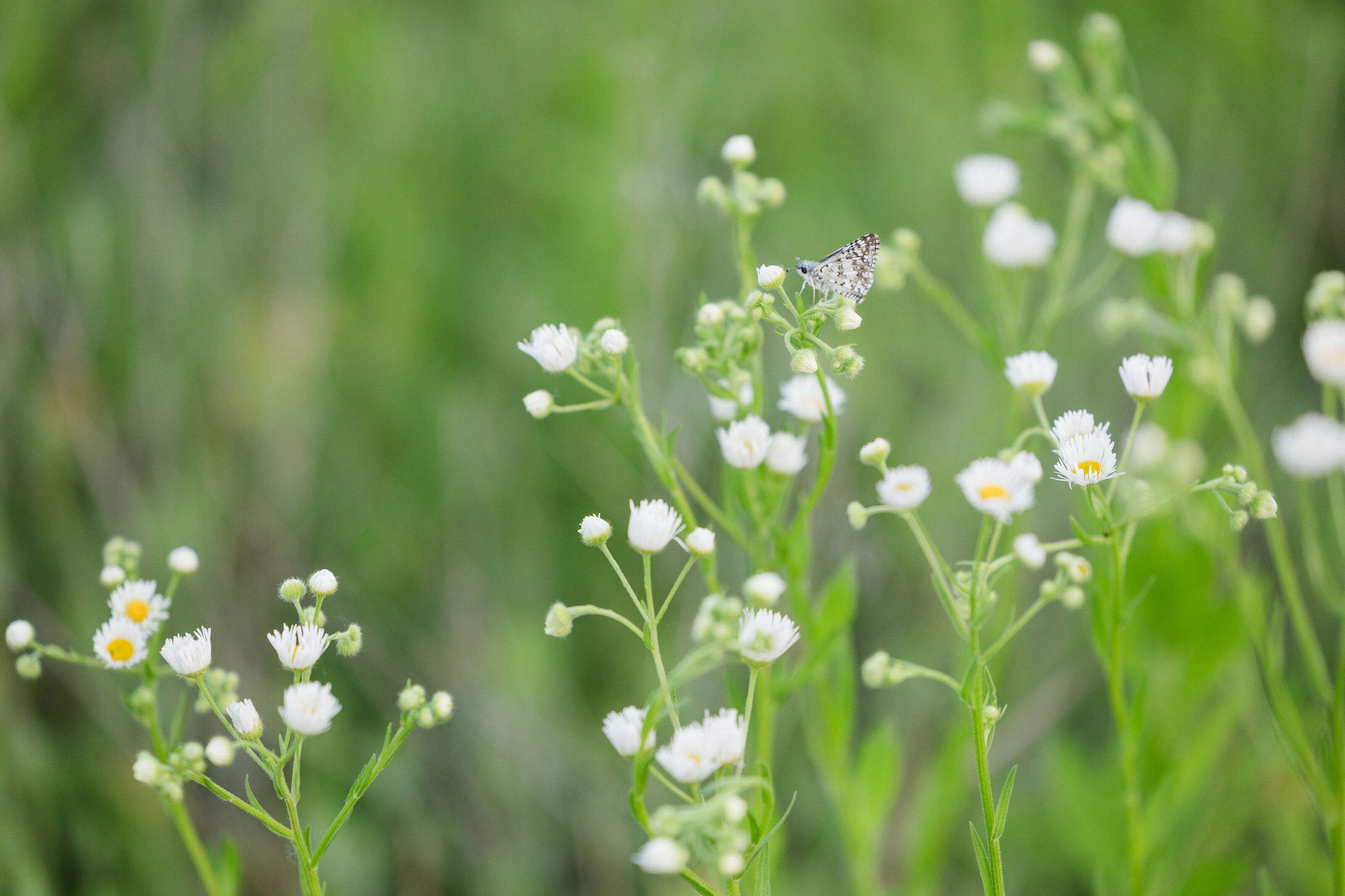 jeanizecilliersphotograph-fieldminis-8