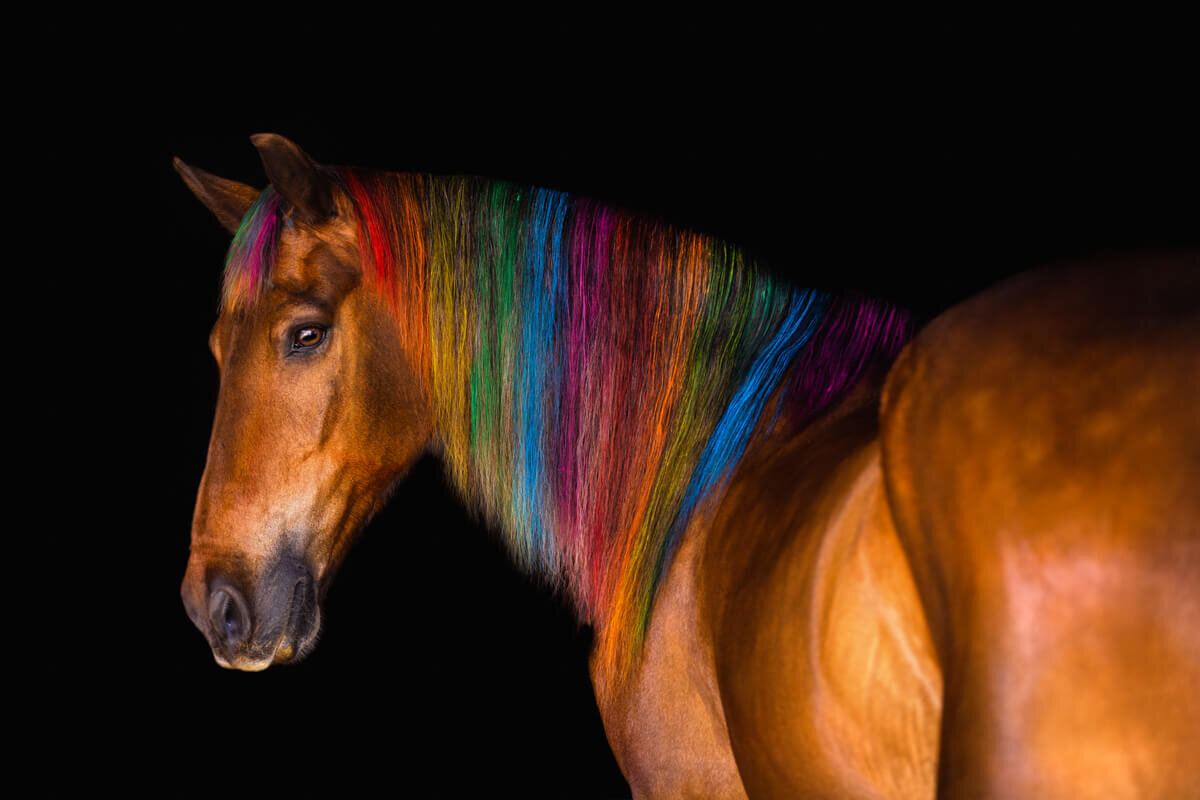 El-Paso-Texas-Fine-Art-Horse-Photographer-036