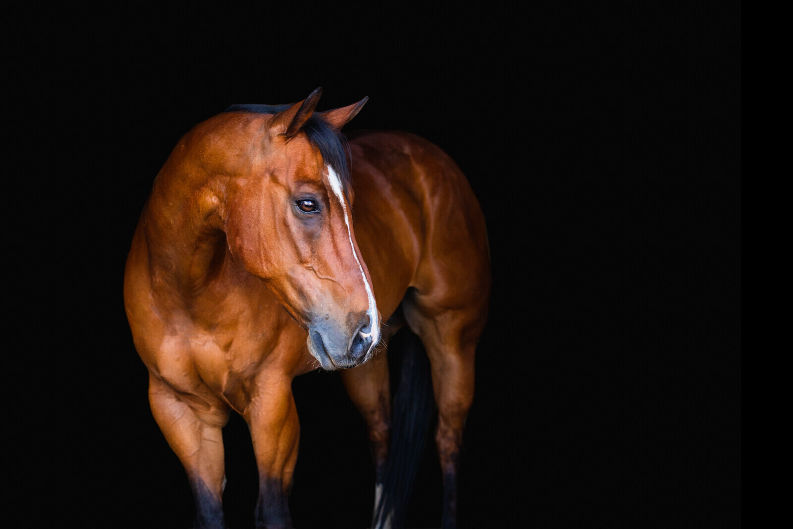 El-Paso-Texas-Fine-Art-Horse-Photographer-042