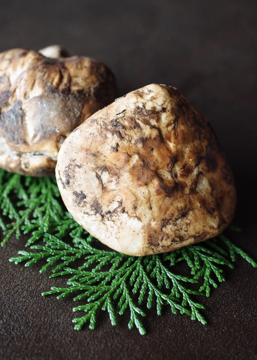 Matsutake-1