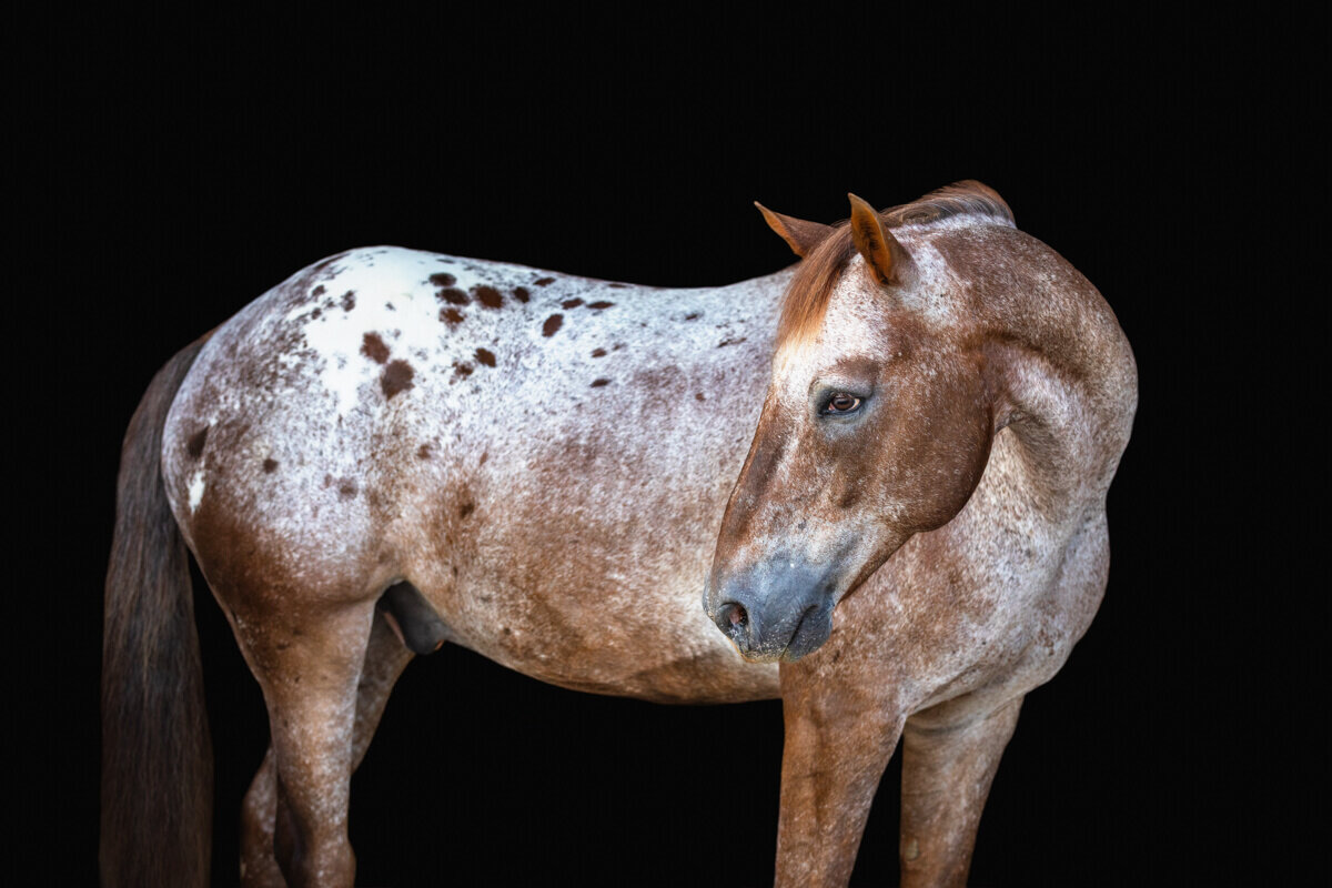 El-Paso-Texas-Fine-Art-Horse-Photographer-029