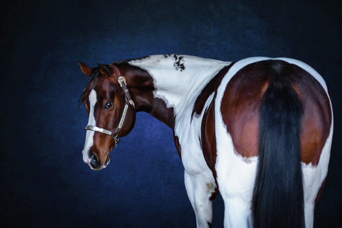 El-Paso-Texas-Fine-Art-Horse-Photographer-033