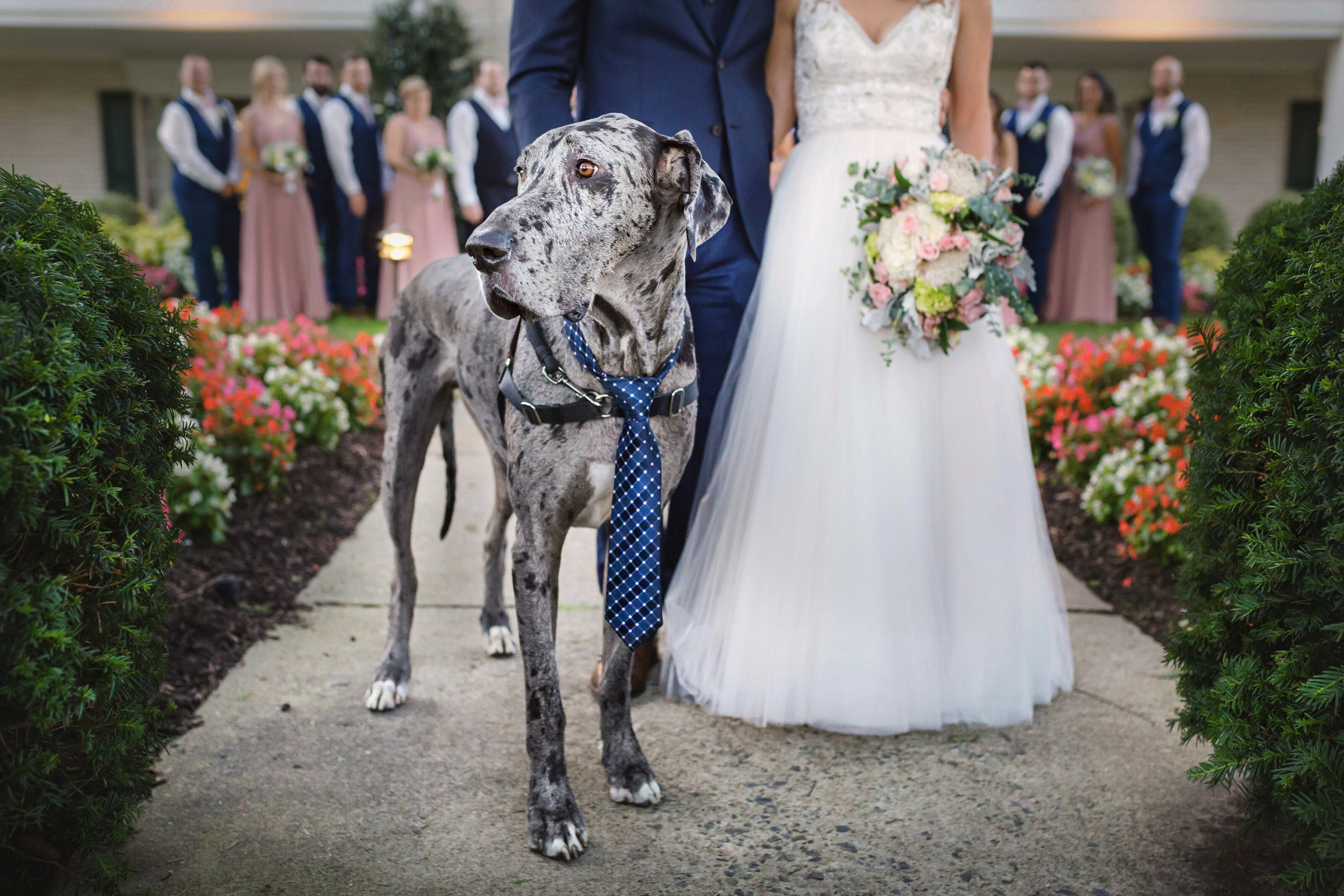 bride and groom with dog has pictures taken by NJ wedding photographer