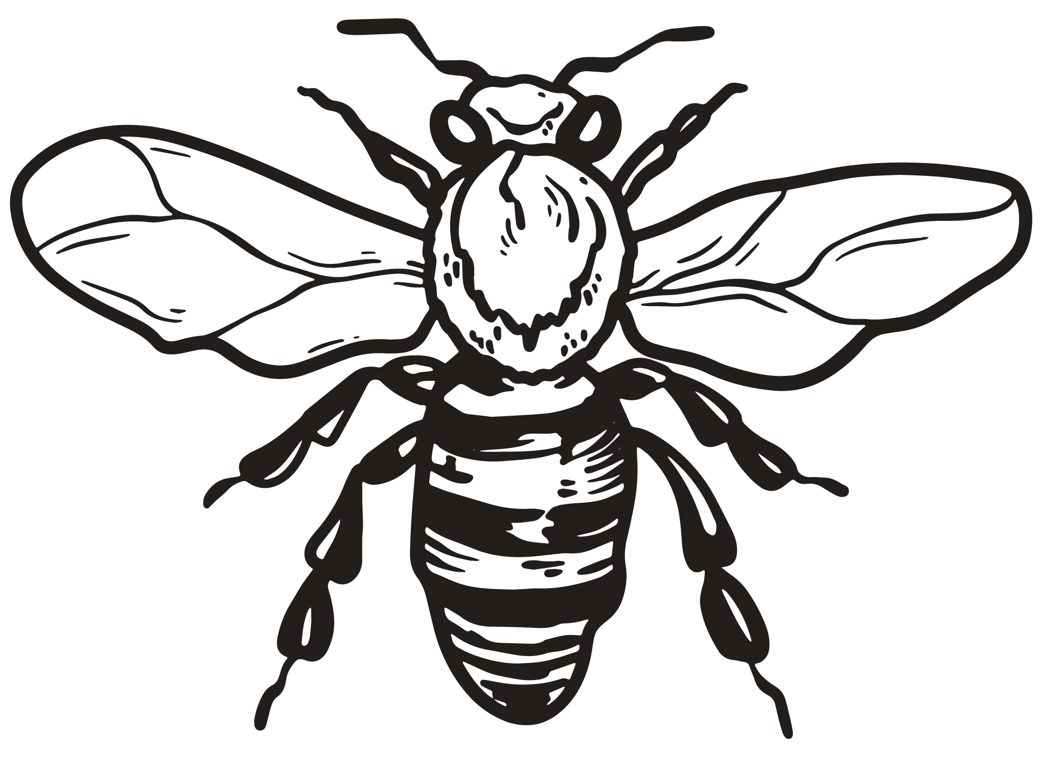 custom illustrations and logos for photographers 136