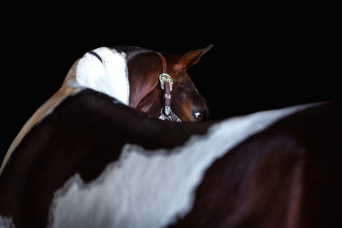 El-Paso-Texas-Fine-Art-Horse-Photographer-034