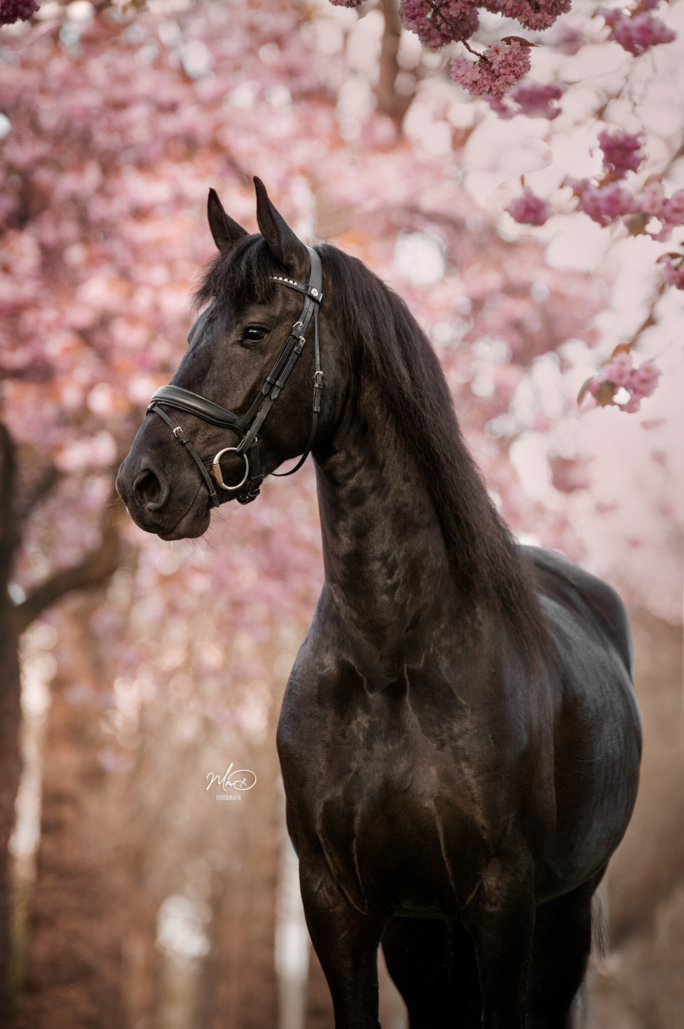 paardenfotograaf friesland (18)