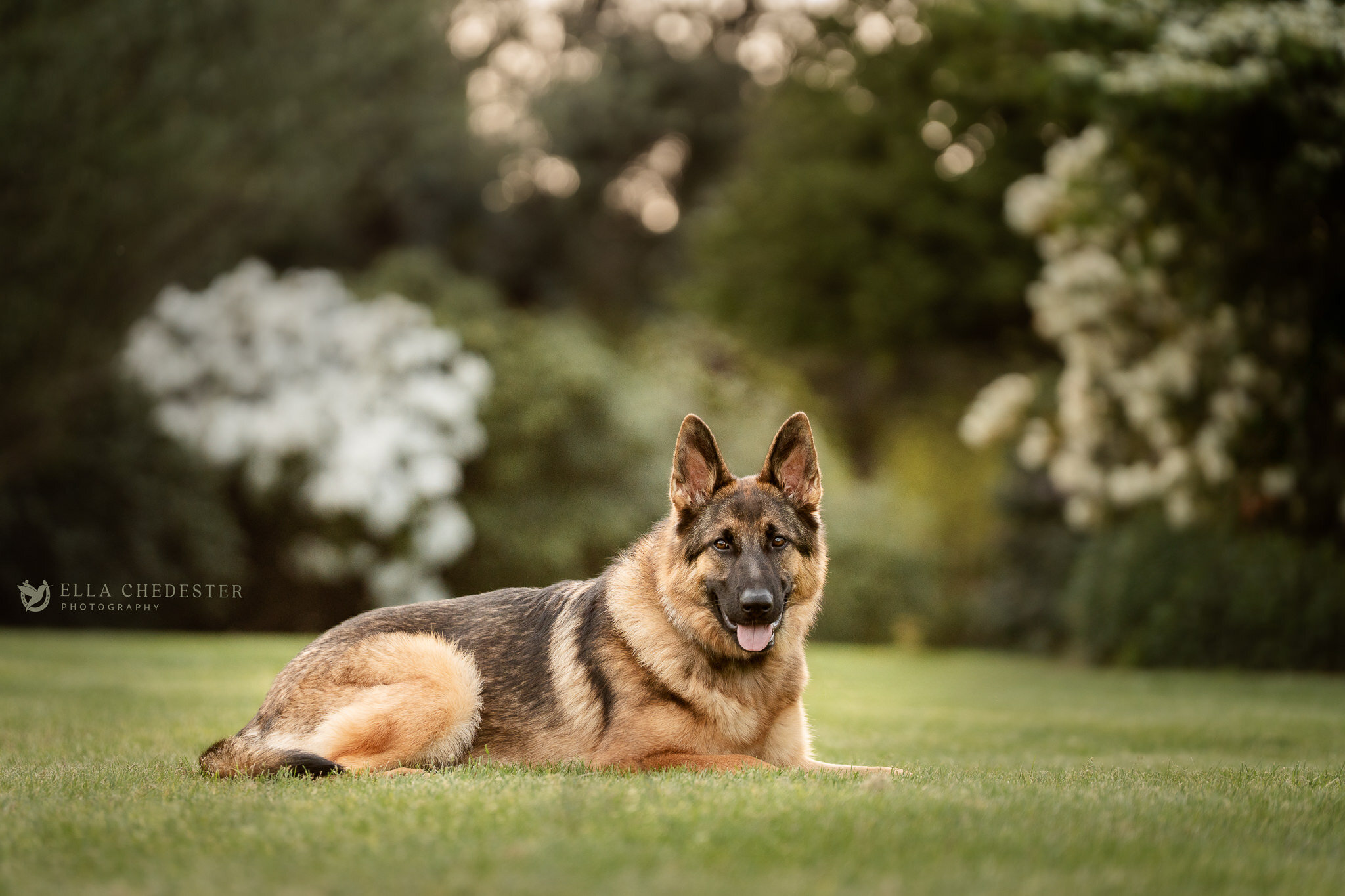 Kiera at the Tulips (72) Web