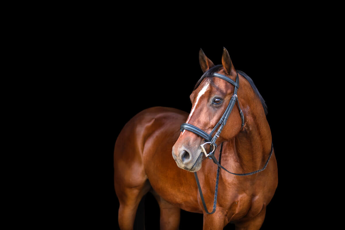 El-Paso-Texas-Fine-Art-Horse-Photographer-028
