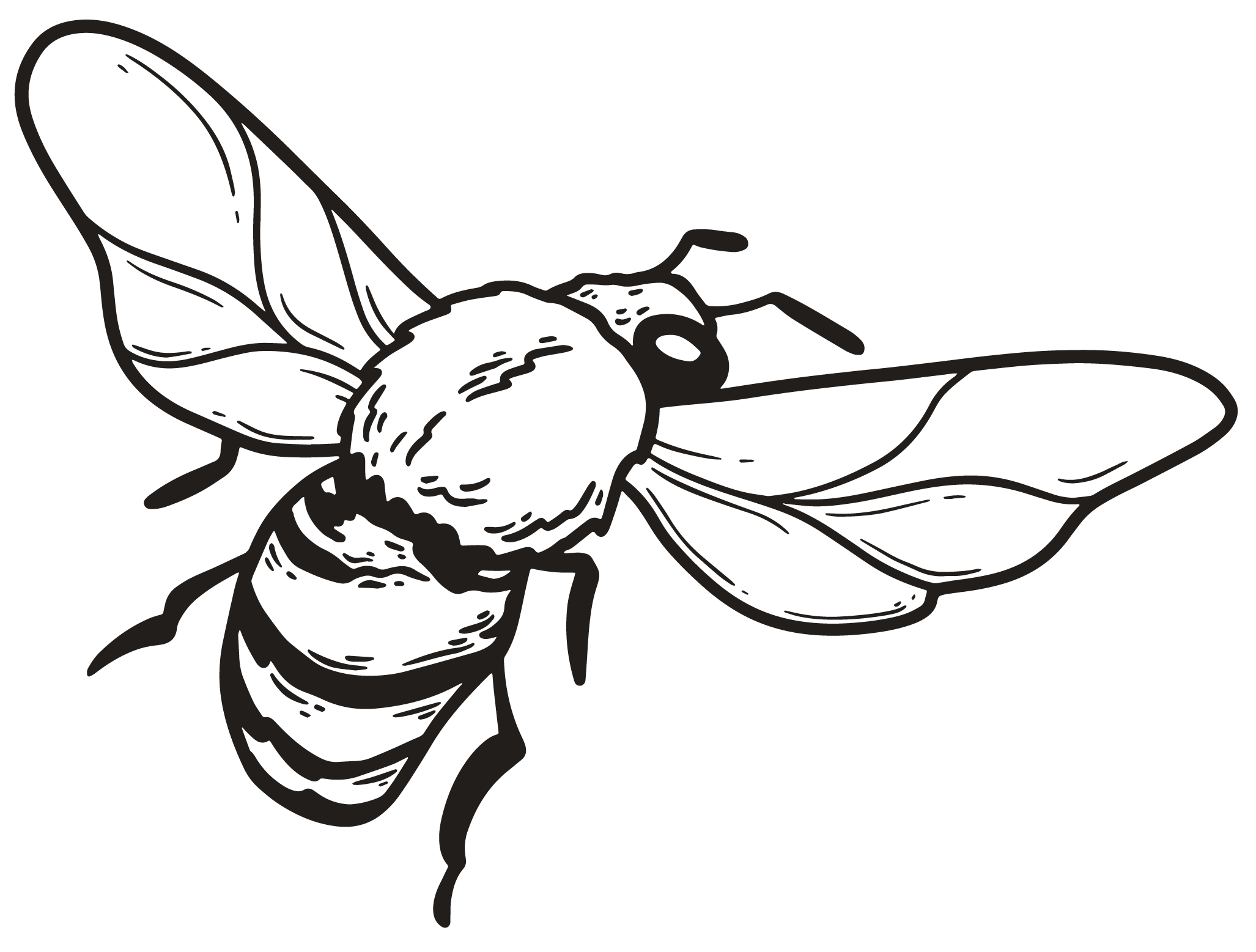 custom illustrations and logos for photographers 137