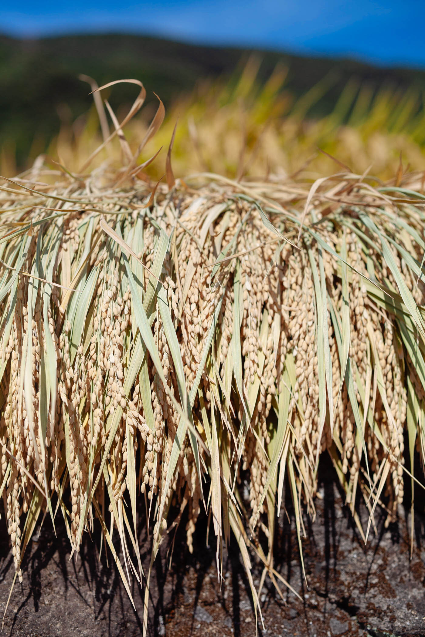 Rice Stalk-8