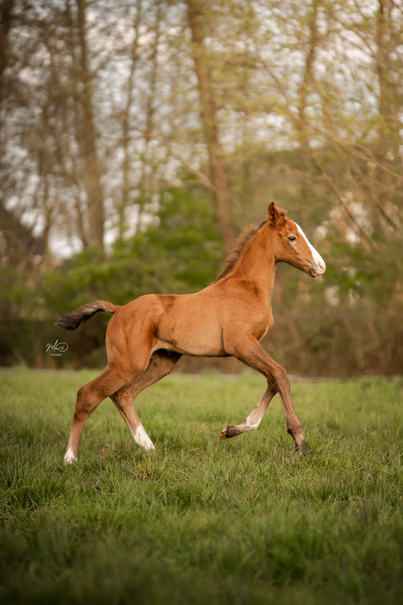 paardenfotograaf friesland, damwoude (2)