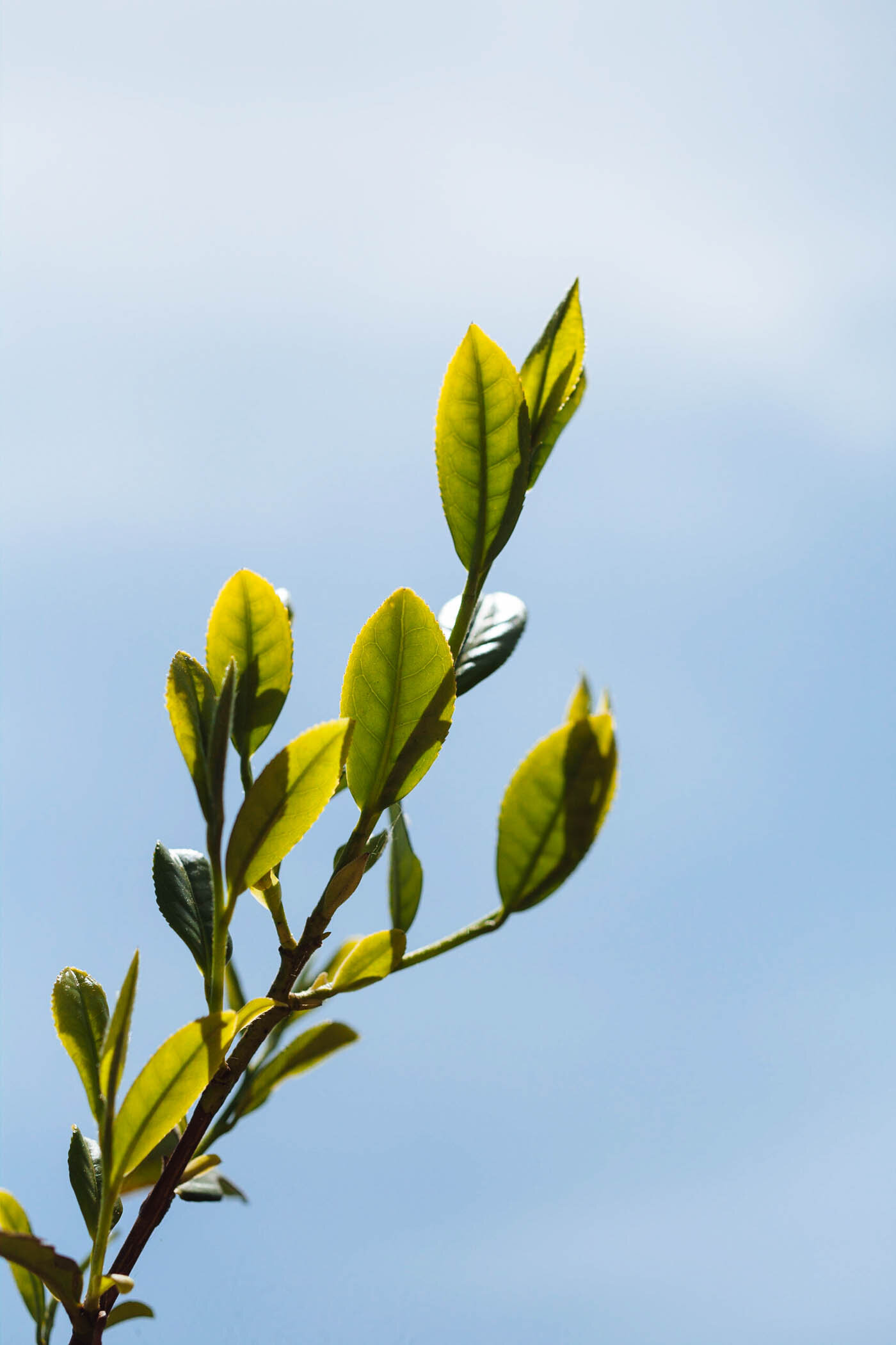Tea Season-6