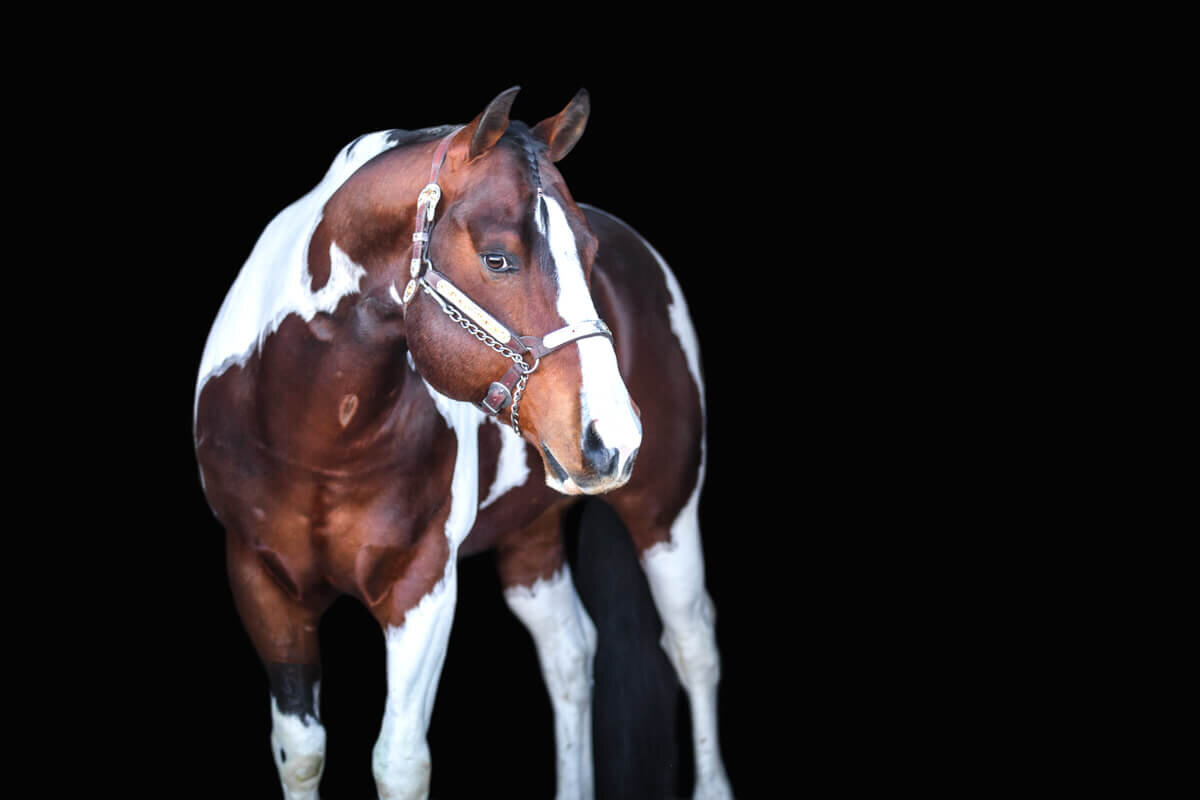 El-Paso-Texas-Fine-Art-Horse-Photographer-032