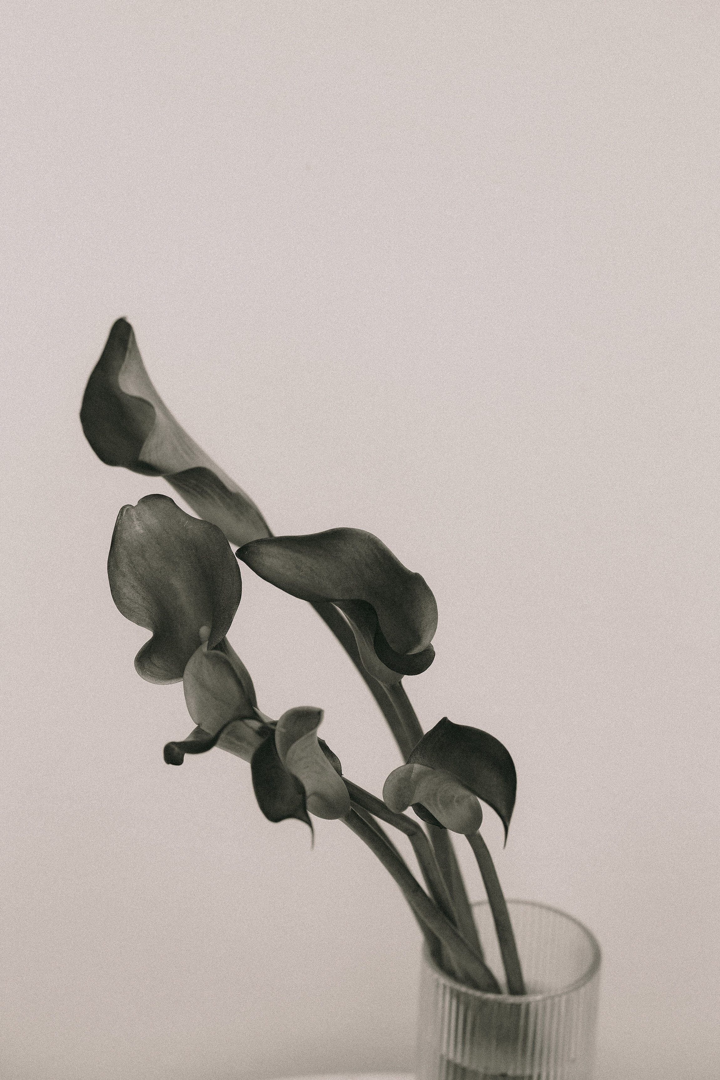 Elevae_0425_10986