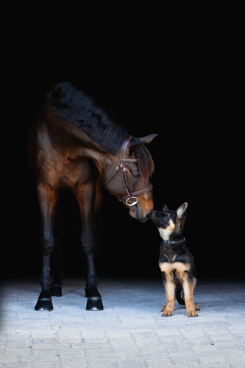 El-Paso-Texas-Fine-Art-Horse-Photographer-024