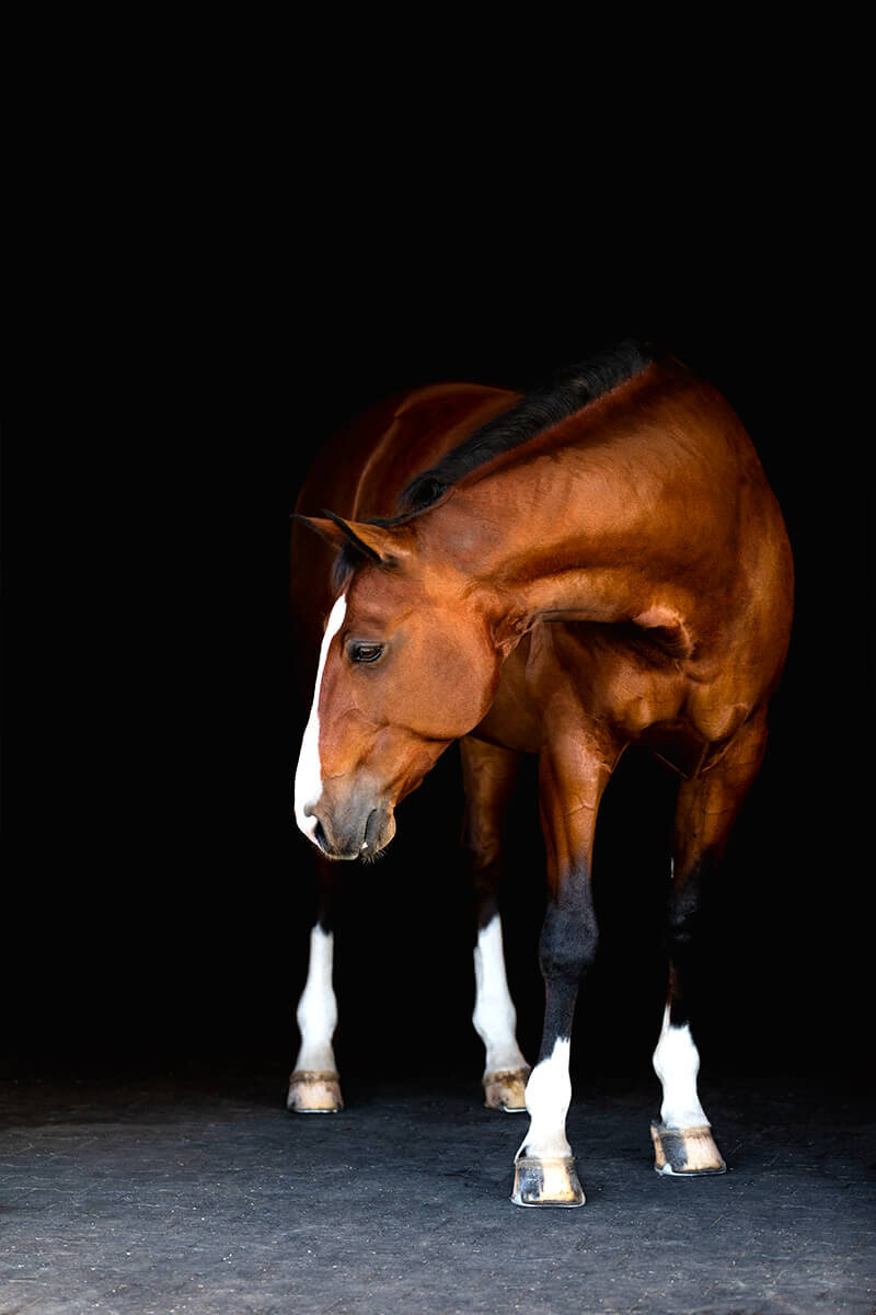 El-Paso-Texas-Fine-Art-Horse-Photographer-010