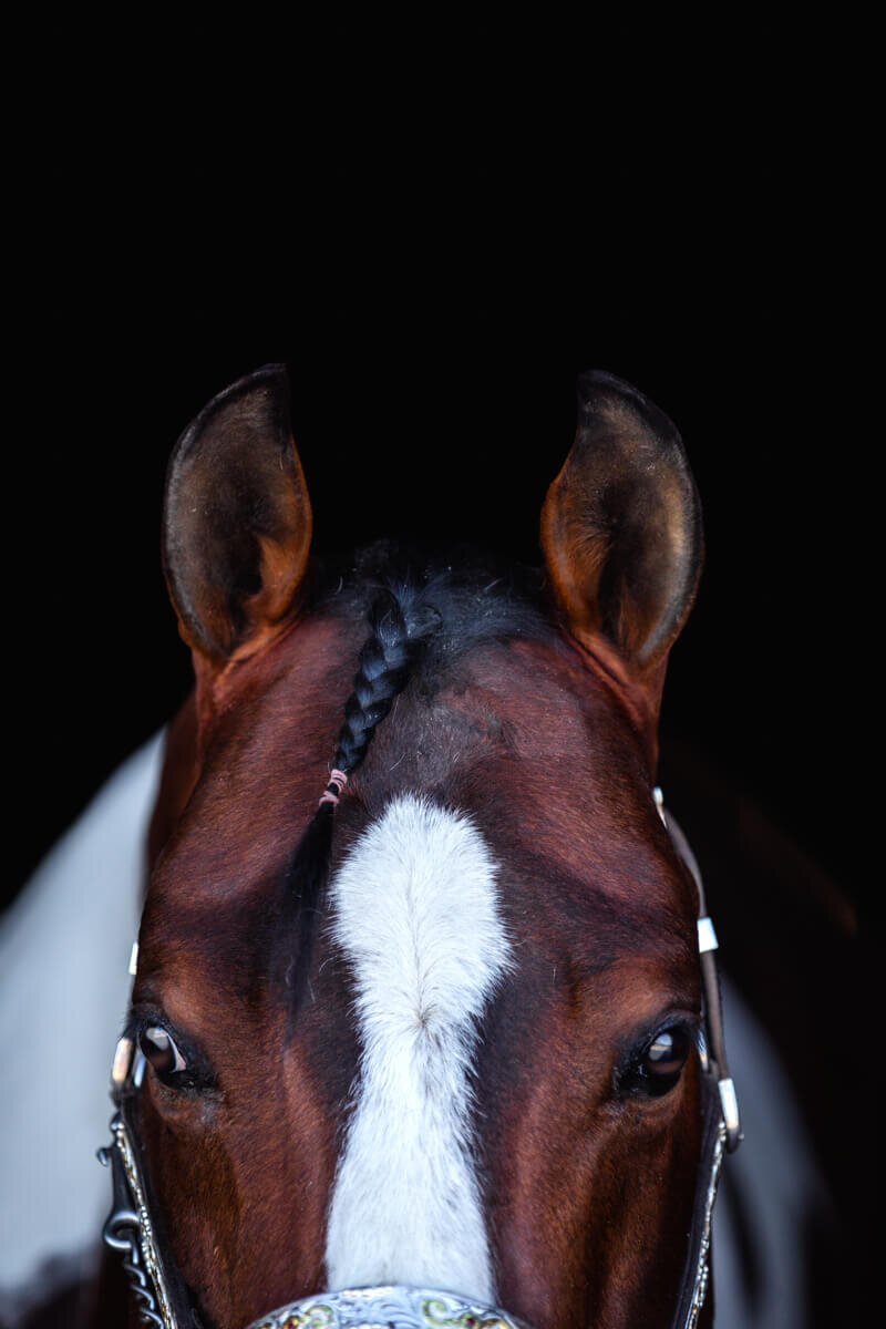 El-Paso-Texas-Fine-Art-Horse-Photographer-031