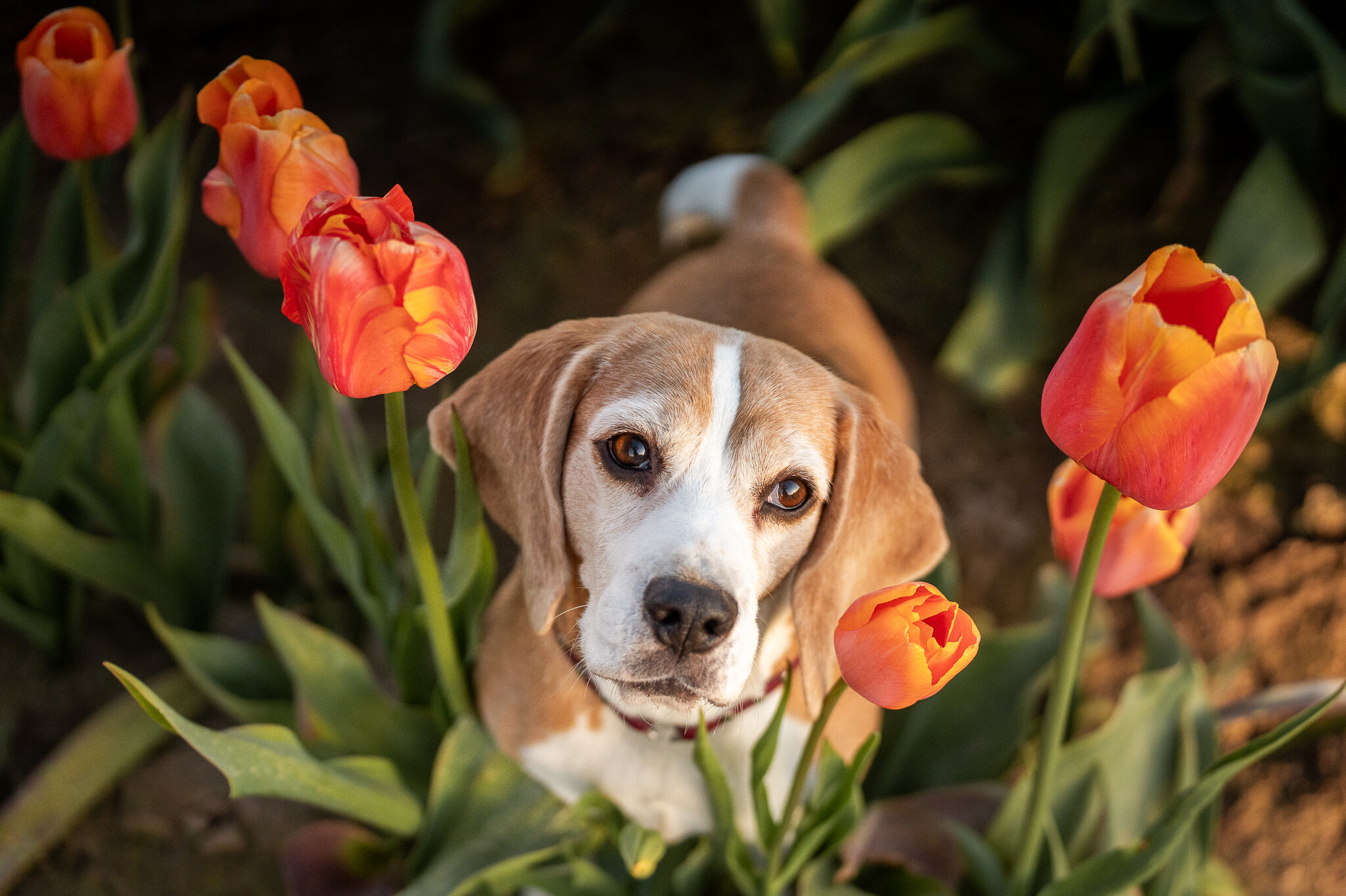 Freddy at the Tulips (9) Web