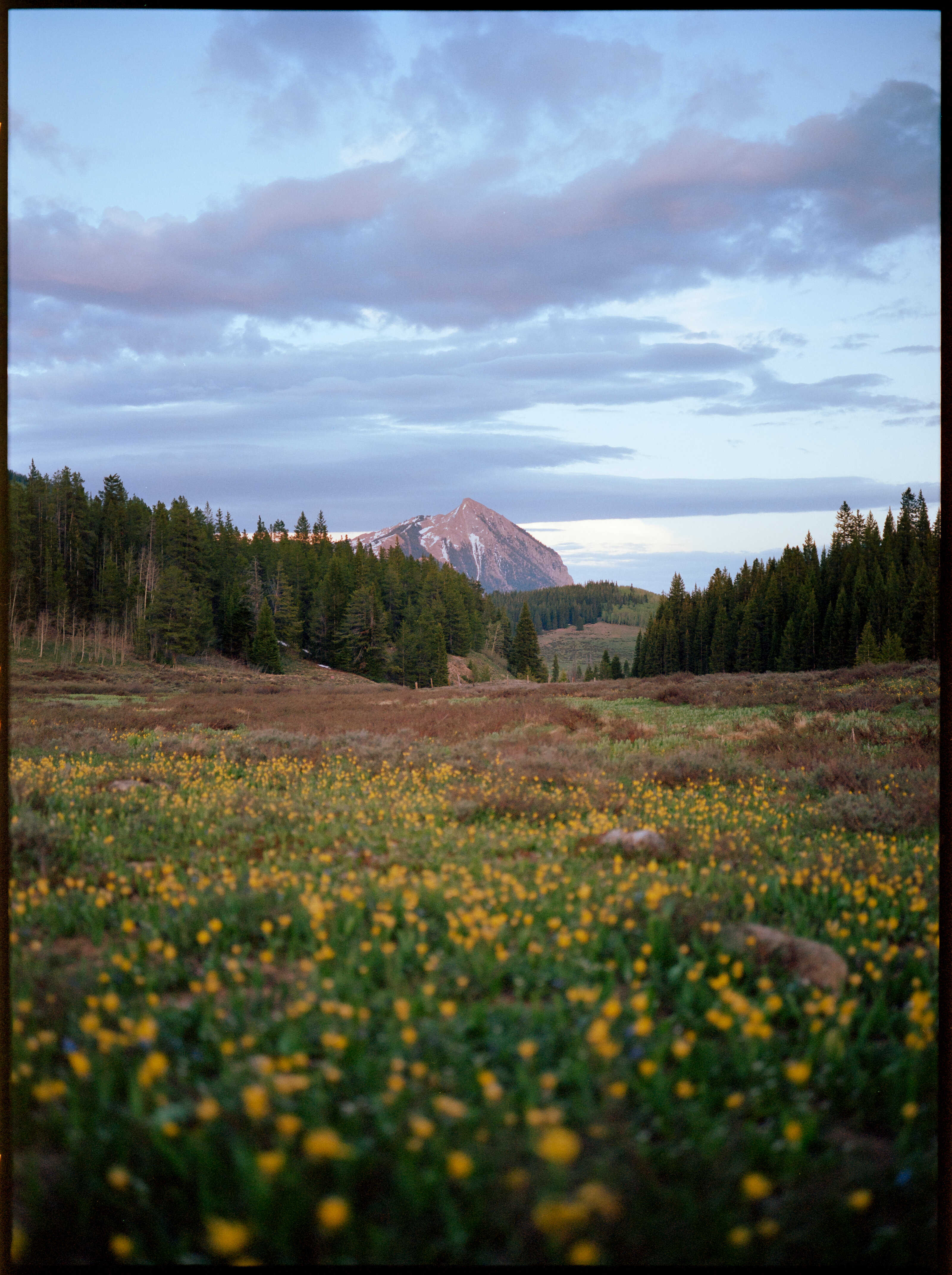 CB, WG Glacier Lilies (6x8)-1