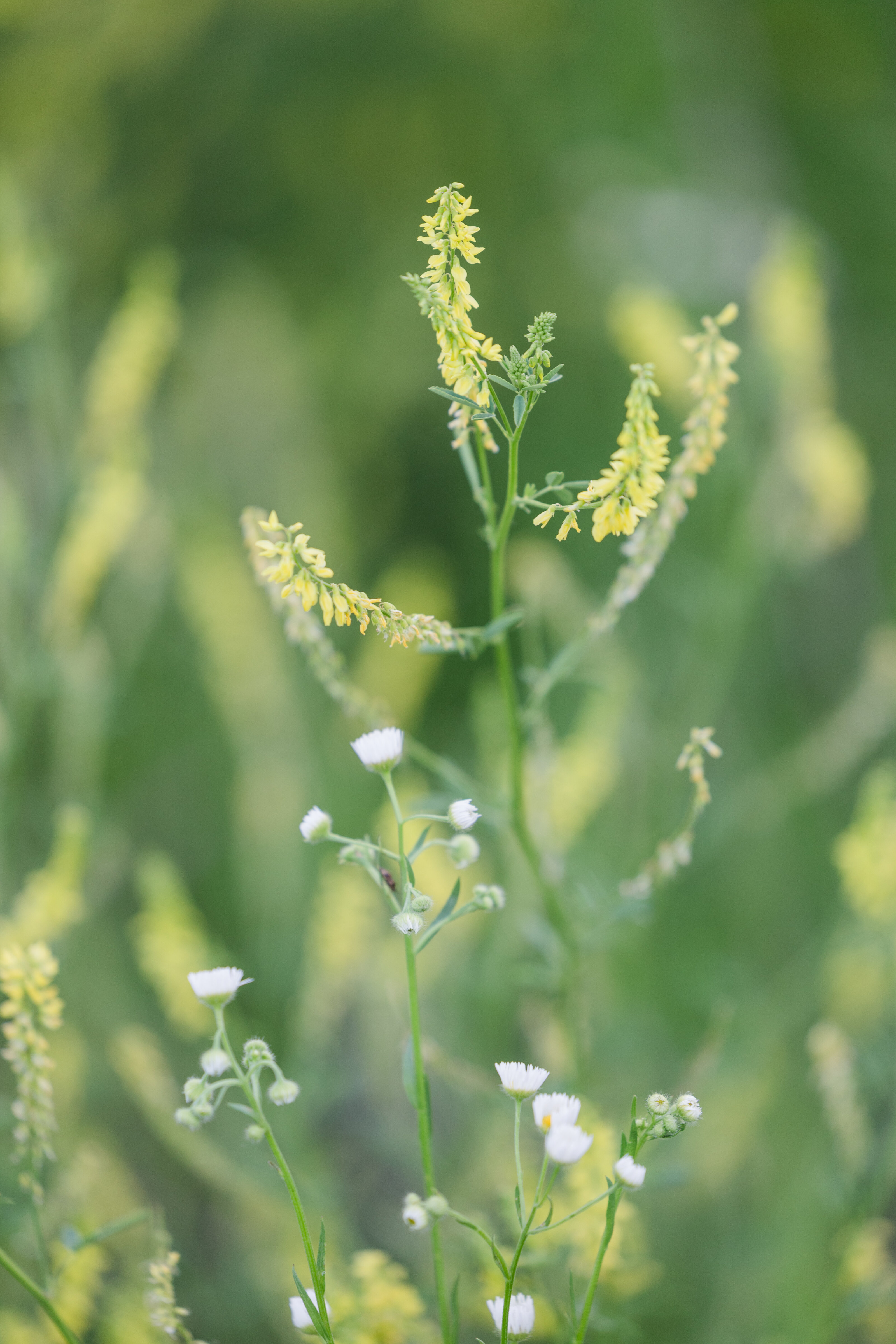 jeanizecilliersphotograph-fieldminis-5