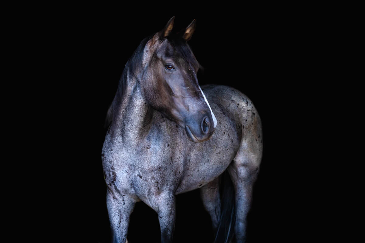 El-Paso-Texas-Fine-Art-Horse-Photographer-038