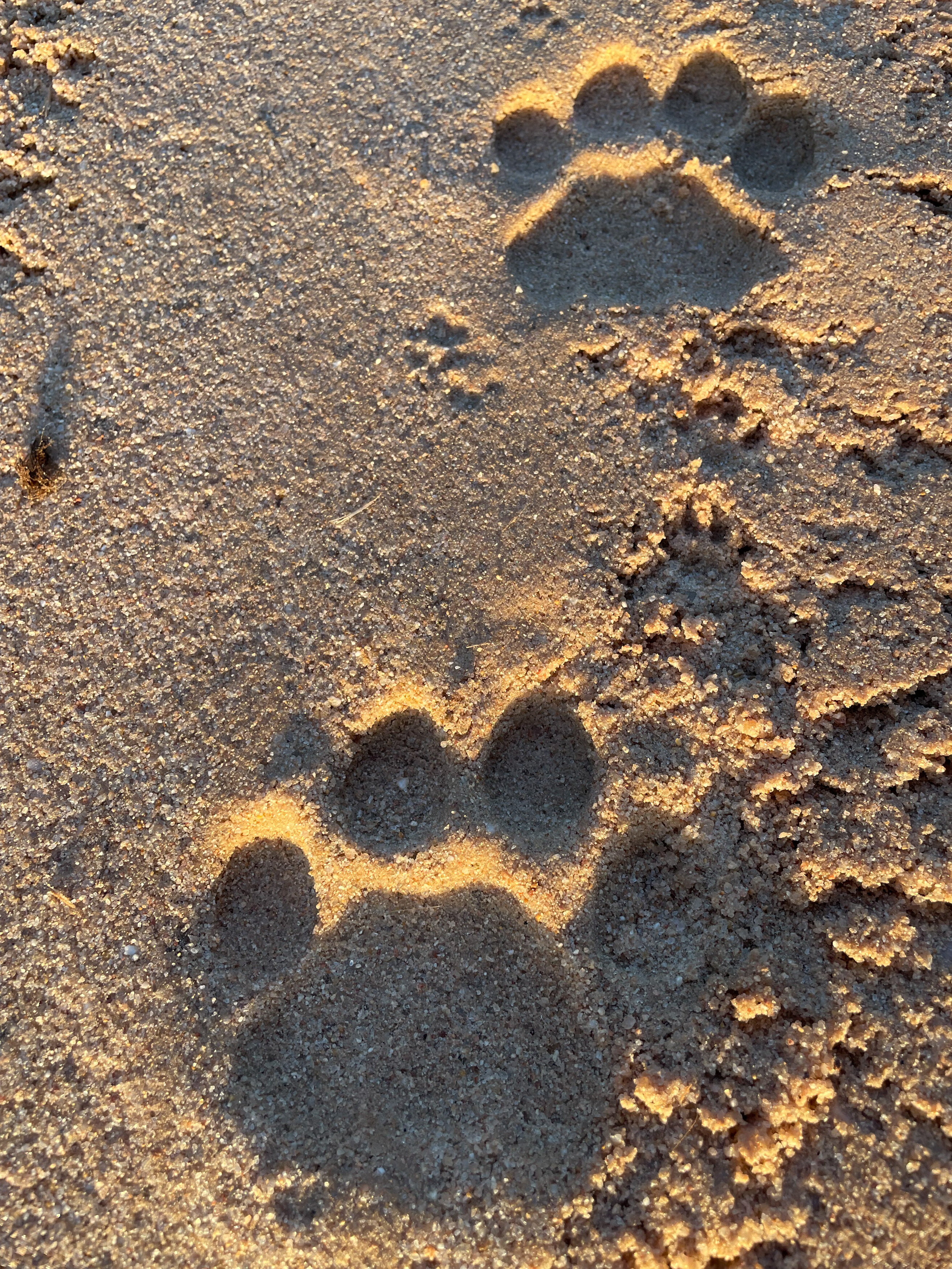 Leopard tracks