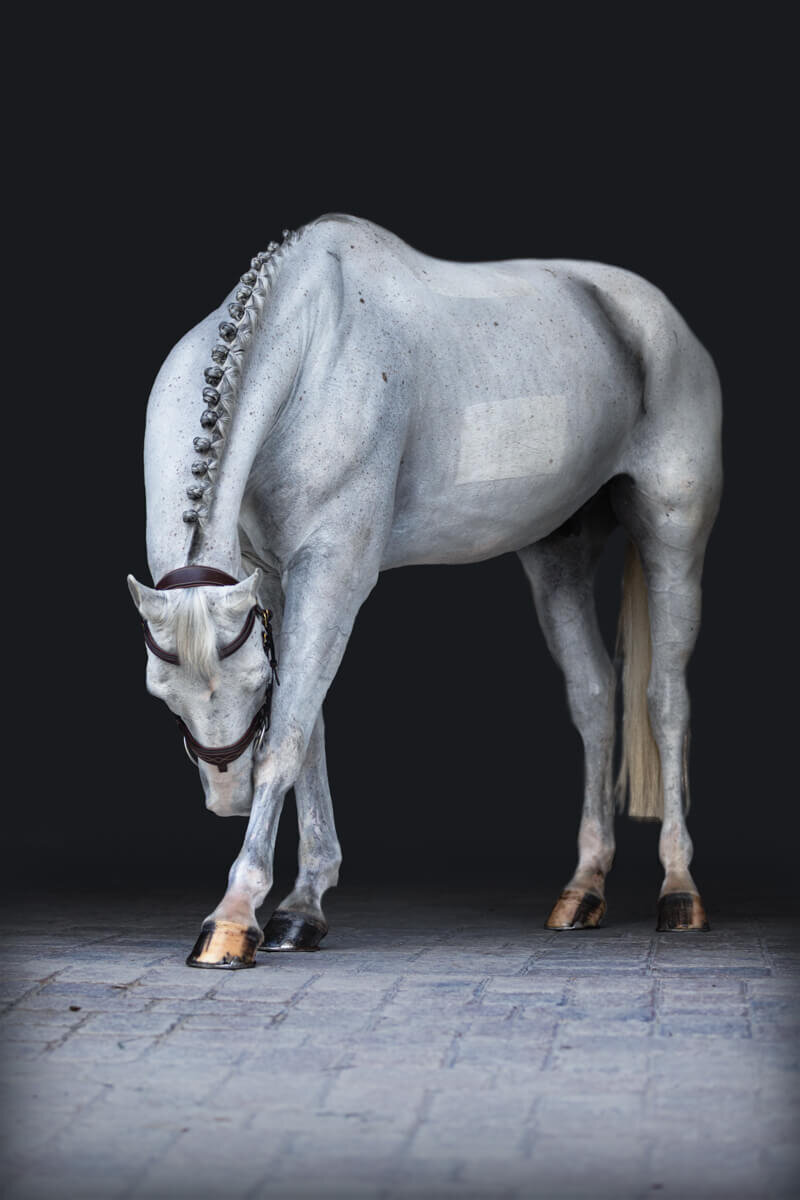 El-Paso-Texas-Fine-Art-Horse-Photographer-015