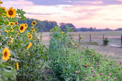 Cedar Hill Flower Farm web 2