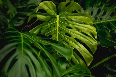 Close up image of vibrant monstera leaves
