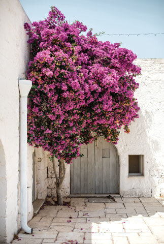 pink flowered tree by white buildings