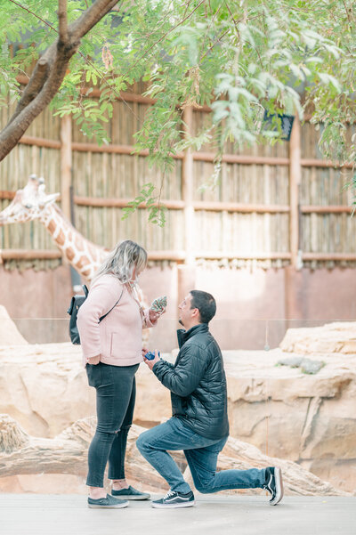 Couple gets engaged at Lincoln Park Zoo