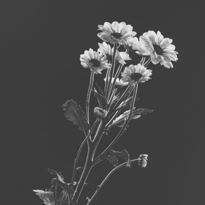 white flower bouquet in studio
