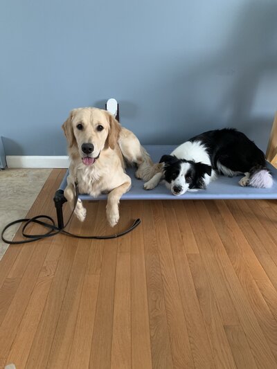Dog Training Connecticut , Dog School