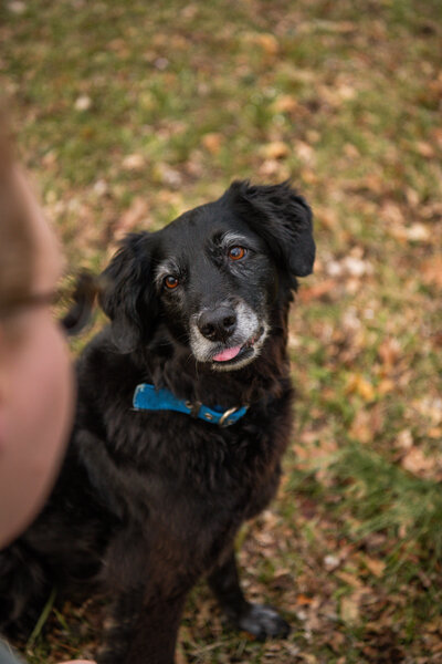 Black dog has tongue sticking out a little bit while looking at owner. 
Work by Duluth-based pet photographer Joanna of Paddle Paws Photography.