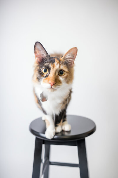 Curious calico cat stands on a stool and looks at camera