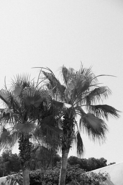 Black and white image of two palmtrees against the backdrop of a sky.