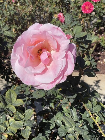 CA Pink Rose with bee (1)