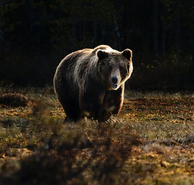 Bear in forest.