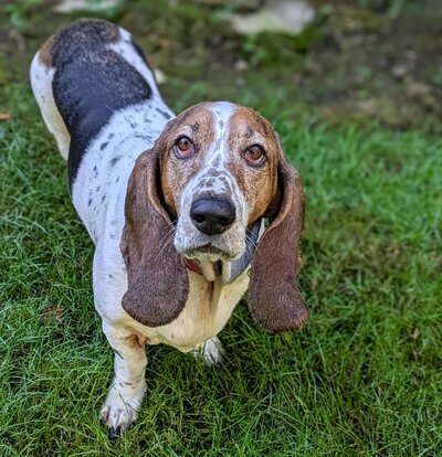 Penny (1)