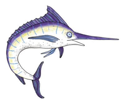 An illustration of a MArlin Fish