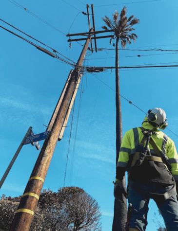 Utility Arborist Tree Removal Assessment