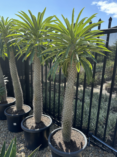 MADAGASCAR PALM Pachypodium lamerei