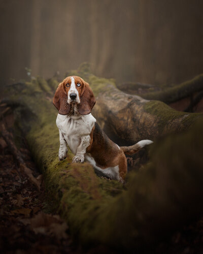 Image of a Basset Hound on a mossy log in the the woods looking at the camera. Taken by dog photographer Claire Howes, Norwich.