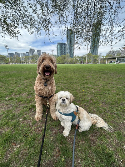Group dog walk in Toronto led by Walk with Claire, providing reliable and loving dog walking services across Hamilton and surrounding areas.