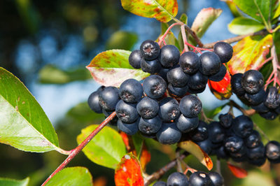 aronia-kralovna-antioxidantov