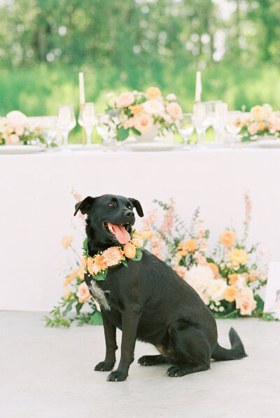 studio-dukesa-fine-art-showit-designer-brand-website-showit-design-partner-jenny-jean-photography-showit-template-weddings-photographers-69