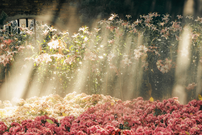 Sunbeams streaming through tall lilies and rows of pink blossoms in a bright garden.